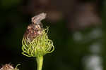 Arkansas ironweed